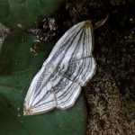 ギンツバメの高画質写真です。横浜市 青葉区 寺家ふるさと村で、2024年5月6日に撮影したものです。