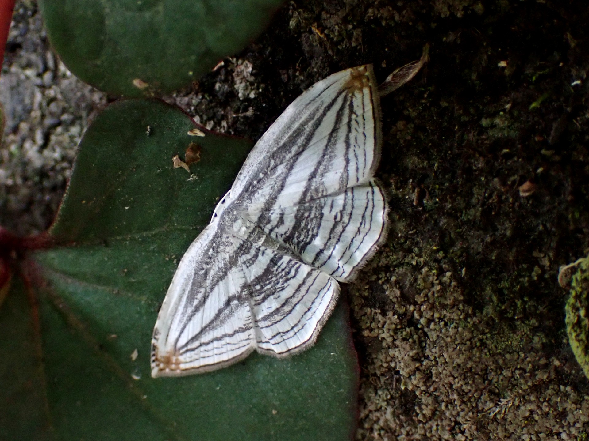 ギンツバメの高画質写真です。横浜市 青葉区 寺家ふるさと村で、2024年5月6日に撮影したものです。