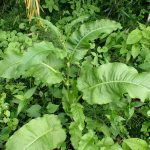 ギシギシの高画質写真です。横浜市 青葉区 寺家ふるさと村で、2024年5月12日に撮影したものです。