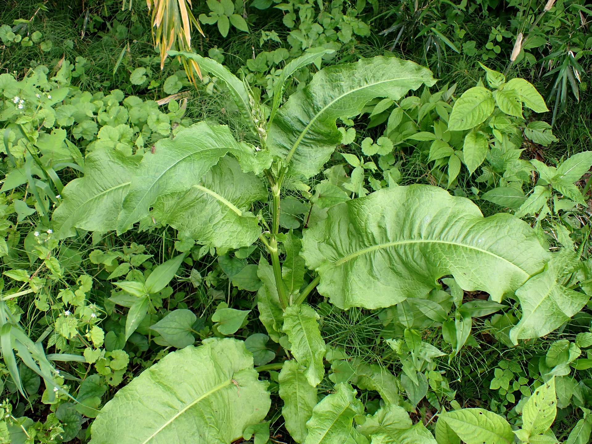 ギシギシの高画質写真です。横浜市 青葉区 寺家ふるさと村で、2024年5月12日に撮影したものです。