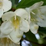 ハコネウツギの花の高画質写真です。横浜市 青葉区 寺家ふるさと村で、2024年5月5日に撮影したものです。