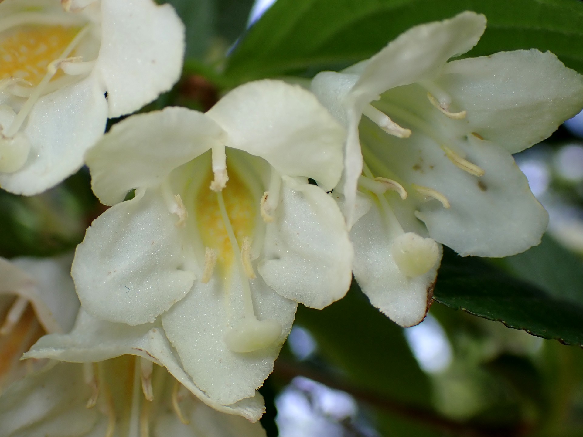 ハコネウツギの花の高画質写真です。横浜市 青葉区 寺家ふるさと村で、2024年5月5日に撮影したものです。