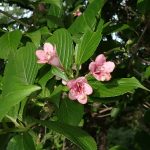 ハコネウツギの花の高画質写真です。横浜市 青葉区 寺家ふるさと村で、2024年5月12日に撮影したものです。