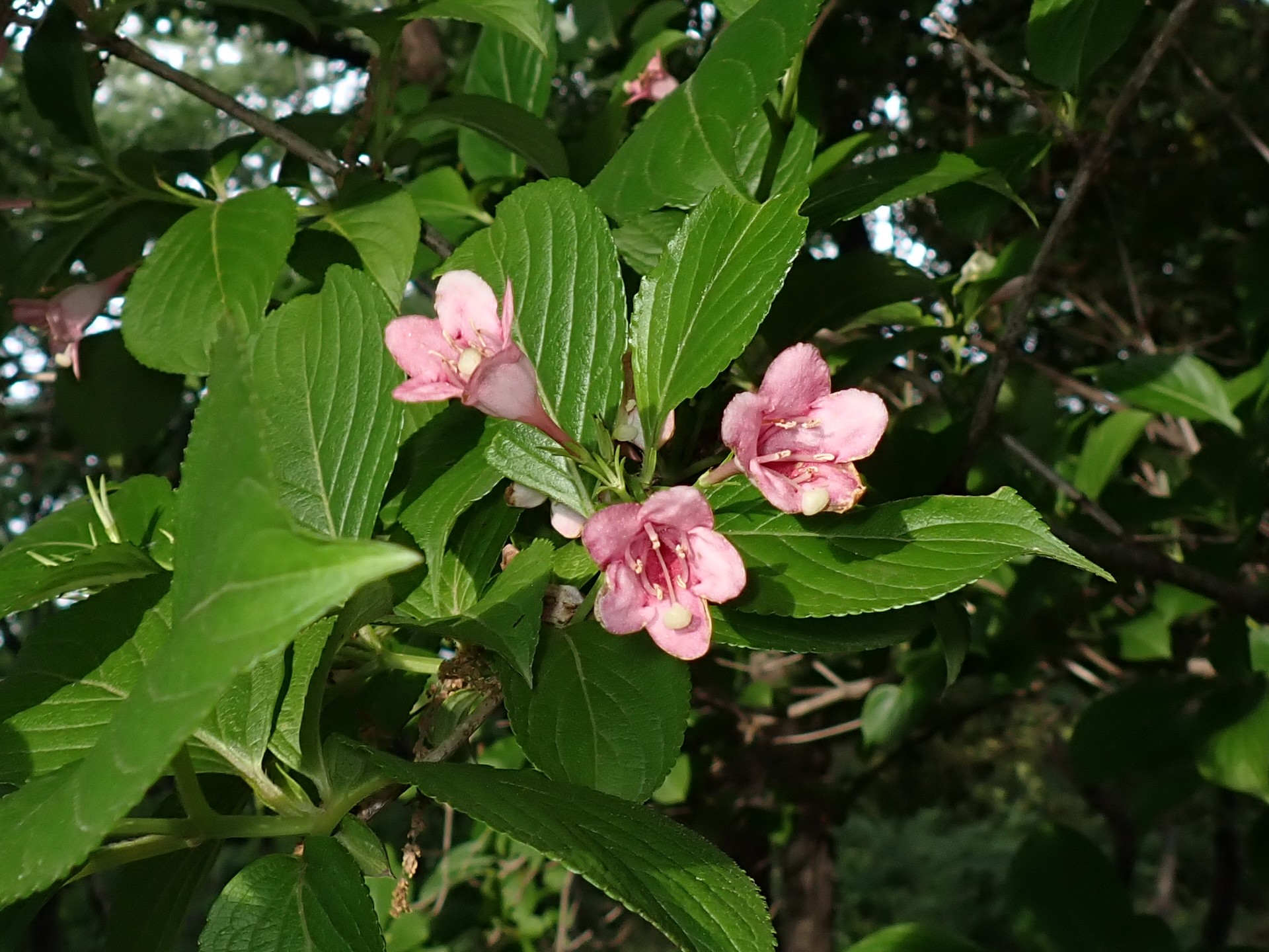 ハコネウツギの花の高画質写真です。横浜市 青葉区 寺家ふるさと村で、2024年5月12日に撮影したものです。