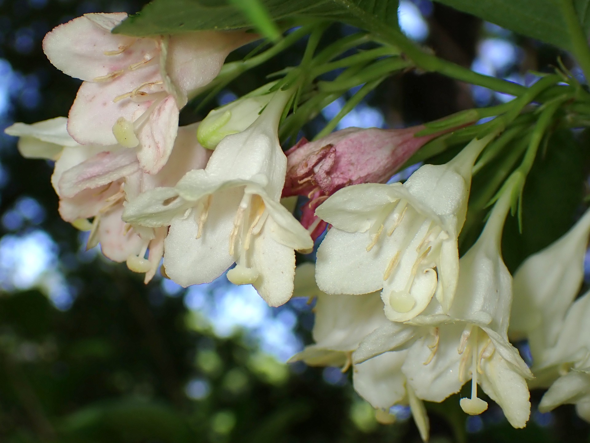 ハコネウツギの花の高画質写真です。横浜市 青葉区 寺家ふるさと村で、2024年5月5日に撮影したものです。