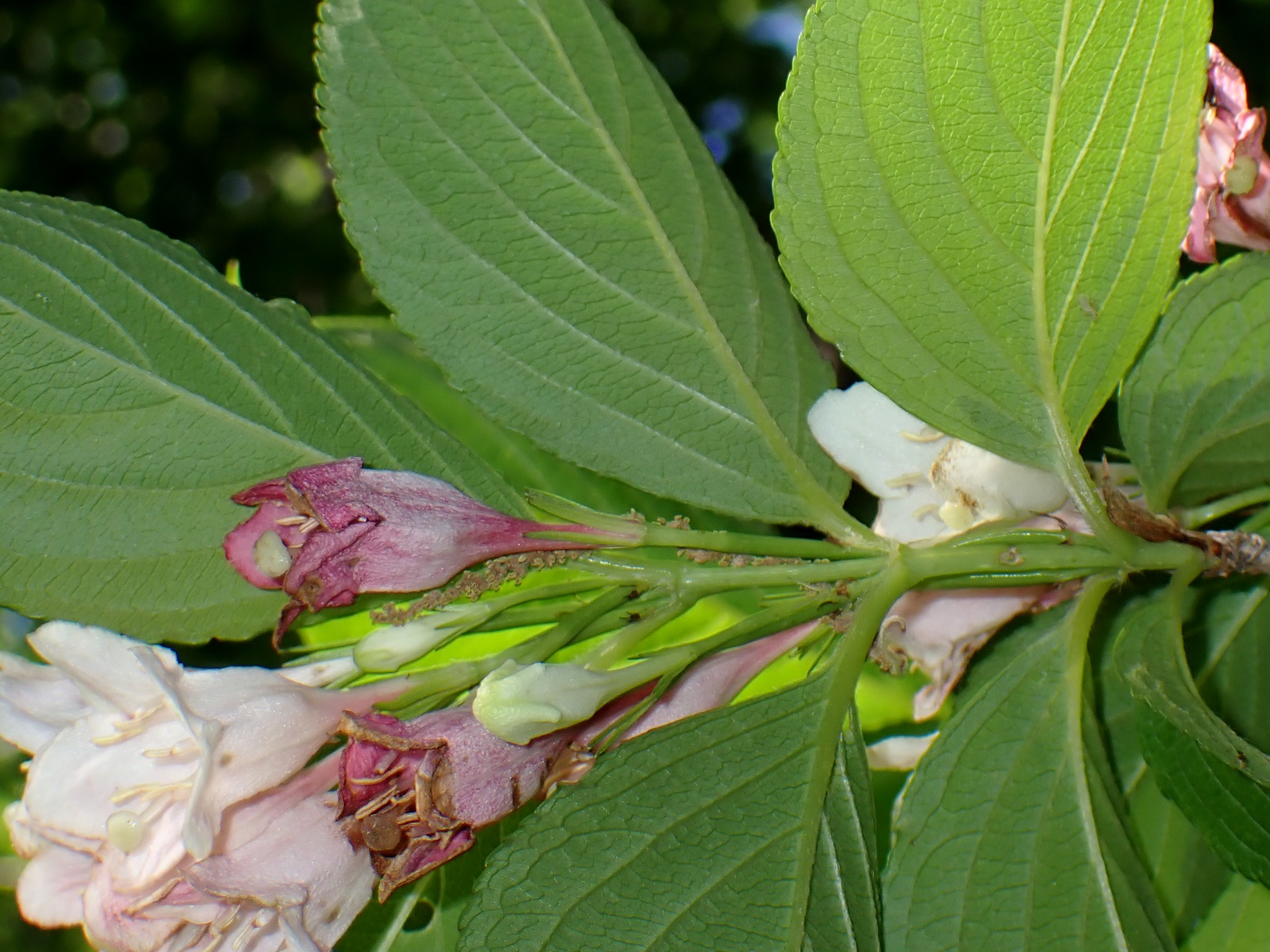 ハコネウツギの花の高画質写真です。横浜市 青葉区 寺家ふるさと村で、2024年5月5日に撮影したものです。