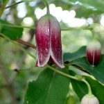 ハンショウヅルの花の高画質写真です。横浜市 青葉区 寺家ふるさと村で、2024年5月5日に撮影したものです。