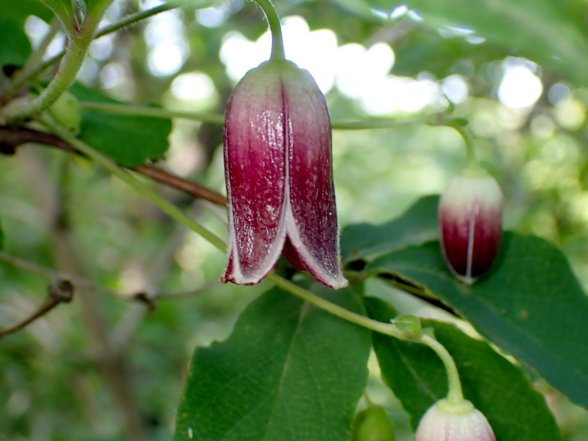 ハンショウヅルの花の高画質写真です。横浜市 青葉区 寺家ふるさと村で、2024年5月5日に撮影したものです。