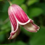 ハンショウヅルの花の高画質写真です。横浜市 青葉区 寺家ふるさと村で、2024年5月15日に撮影したものです。