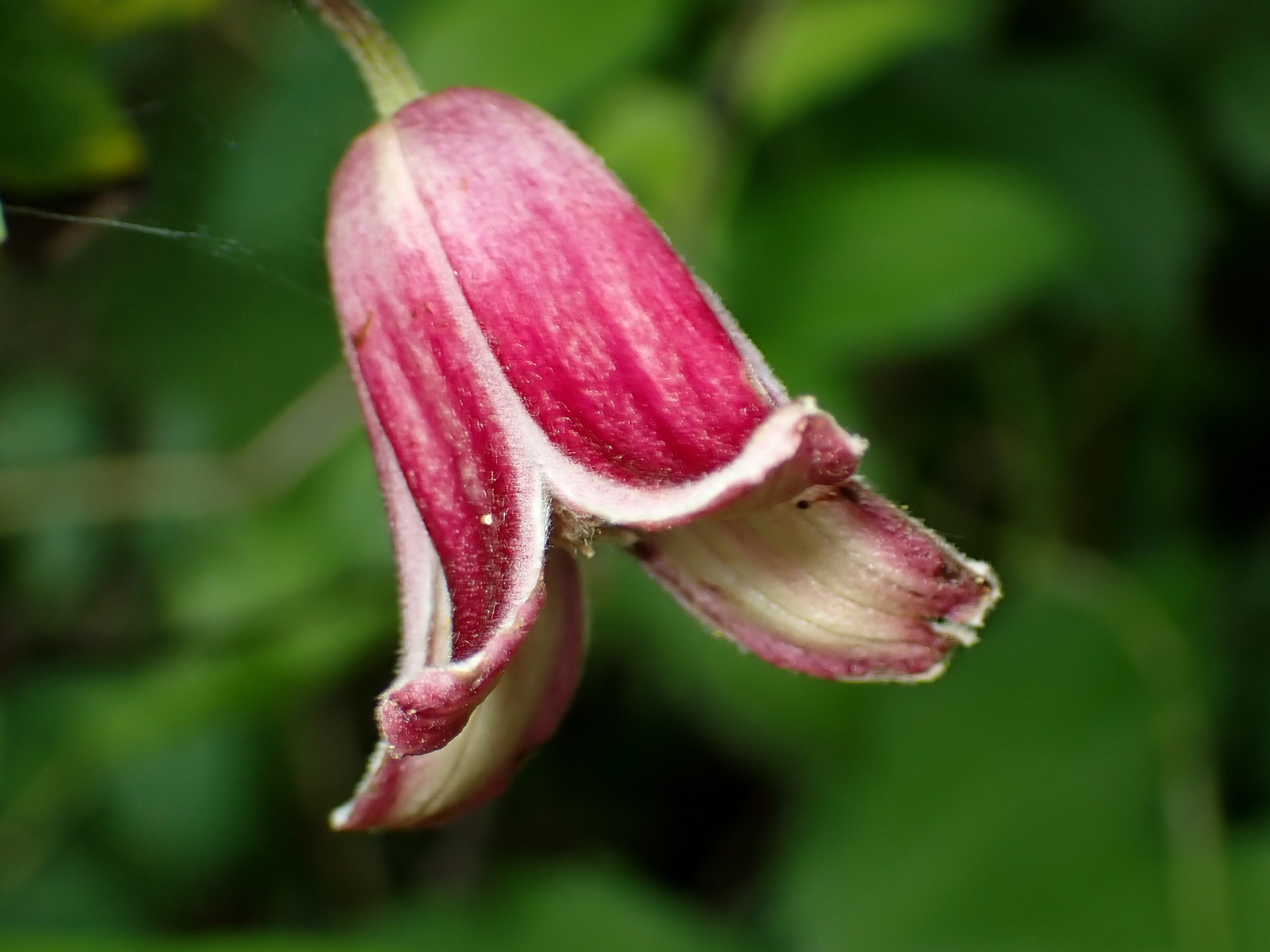 ハンショウヅルの花の高画質写真です。横浜市 青葉区 寺家ふるさと村で、2024年5月15日に撮影したものです。