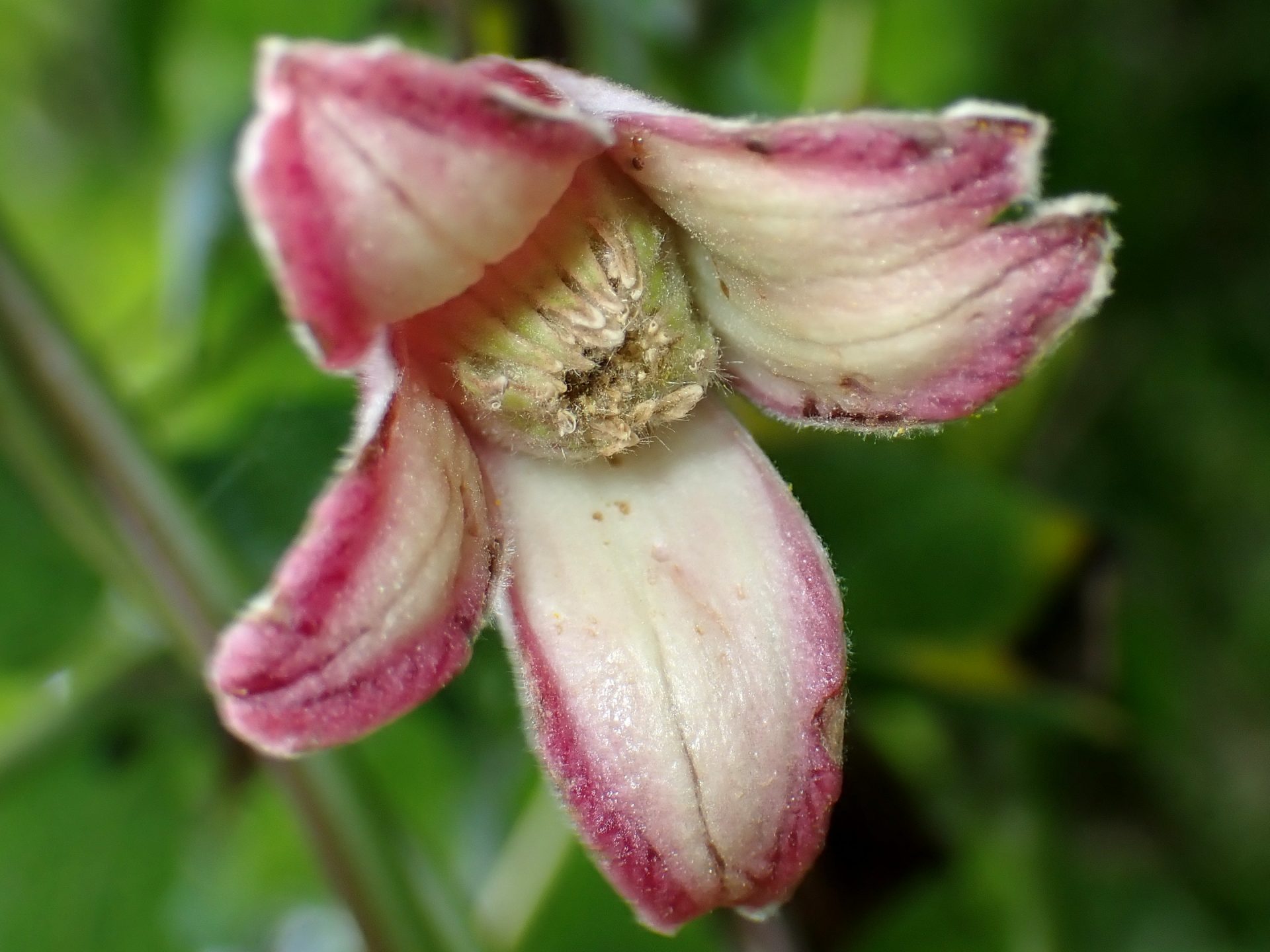 ハンショウヅルの花の高画質写真です。横浜市 青葉区 寺家ふるさと村で、2024年5月15日に撮影したものです。