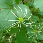 ハンショウヅル の花の跡の高画質写真です。横浜市 青葉区 寺家ふるさと村で、2024年5月29日に撮影したものです。