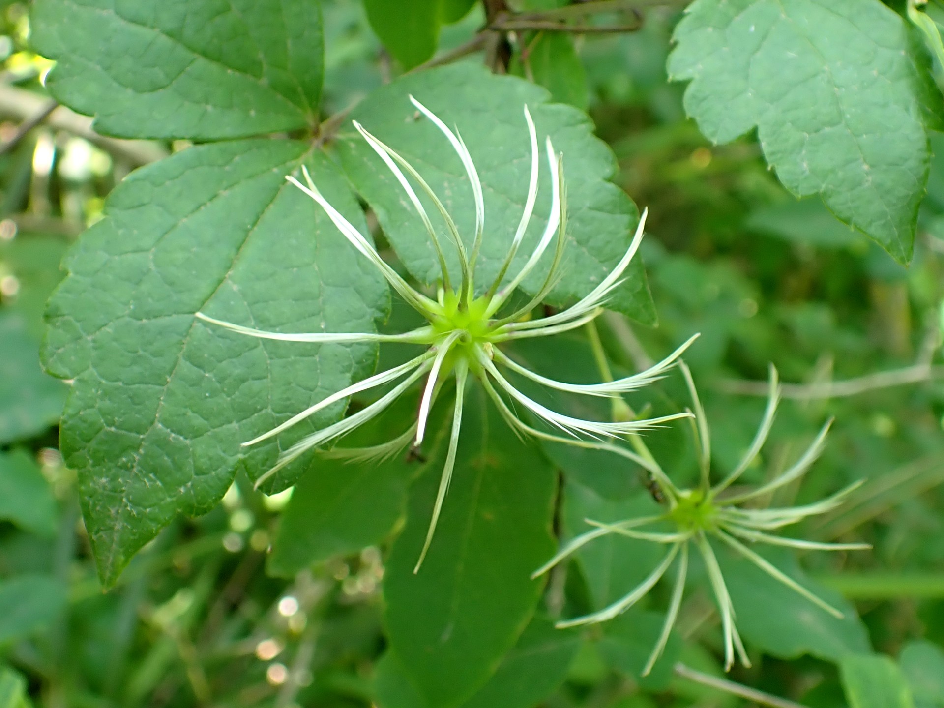 ハンショウヅル の花の跡の高画質写真です。横浜市 青葉区 寺家ふるさと村で、2024年5月29日に撮影したものです。