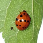 ハラグロオオテントウの高画質写真です。横浜市 青葉区 寺家ふるさと村で、2024年5月18日に撮影したものです。