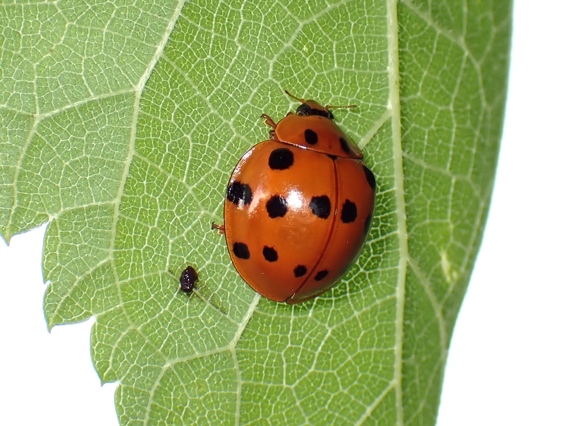 ハラグロオオテントウの高画質写真です。横浜市 青葉区 寺家ふるさと村で、2024年5月18日に撮影したものです。