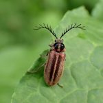 ヒゲナガハナノミの高画質写真です。横浜市 青葉区 寺家ふるさと村で、2024年5月12日に撮影したものです。