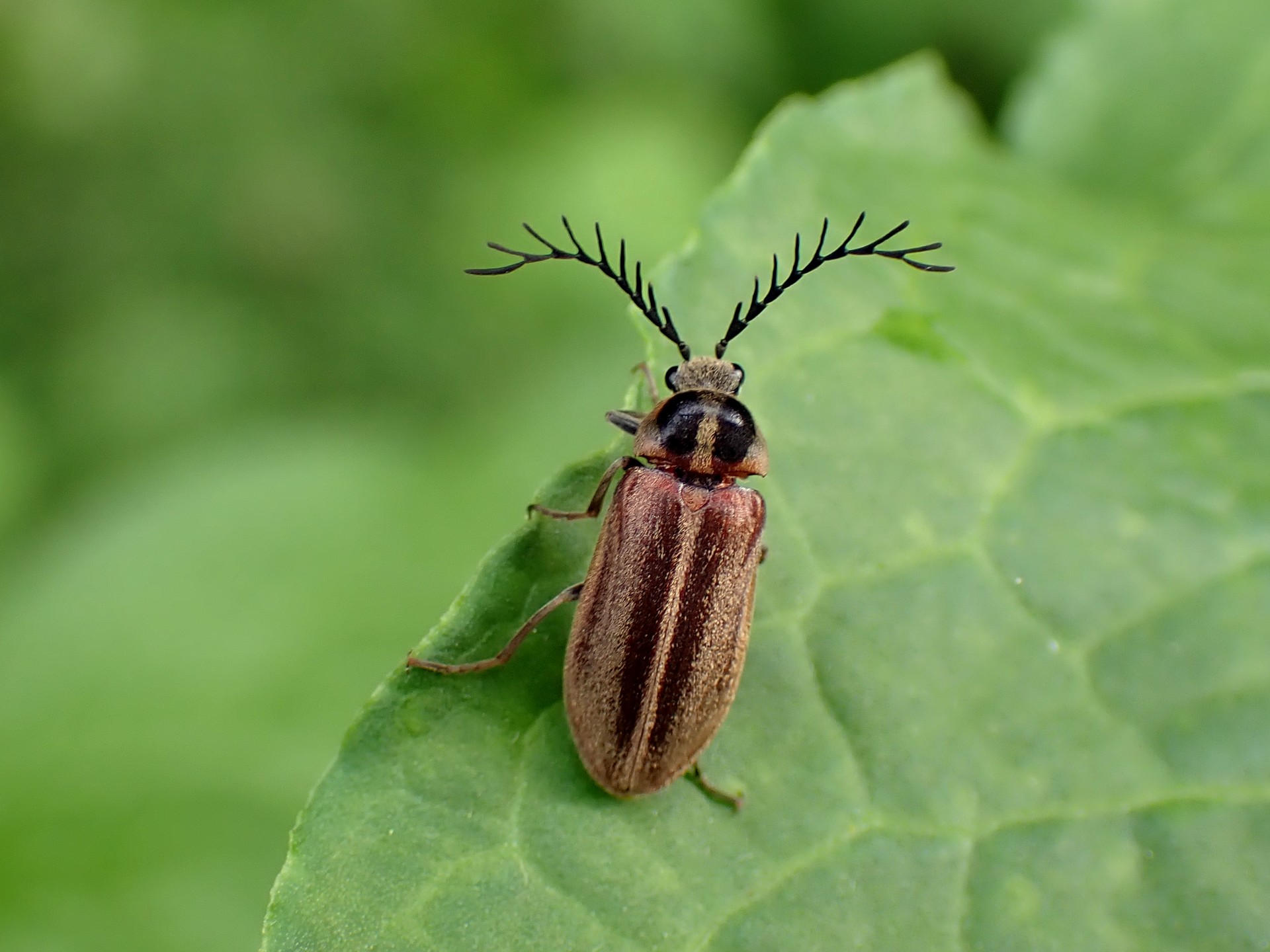 ヒゲナガハナノミの高画質写真です。横浜市 青葉区 寺家ふるさと村で、2024年5月12日に撮影したものです。