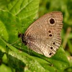 ヒメウラナミジャノメの高画質写真です。横浜市 青葉区 寺家ふるさと村で、2024年5月17日に撮影したものです。