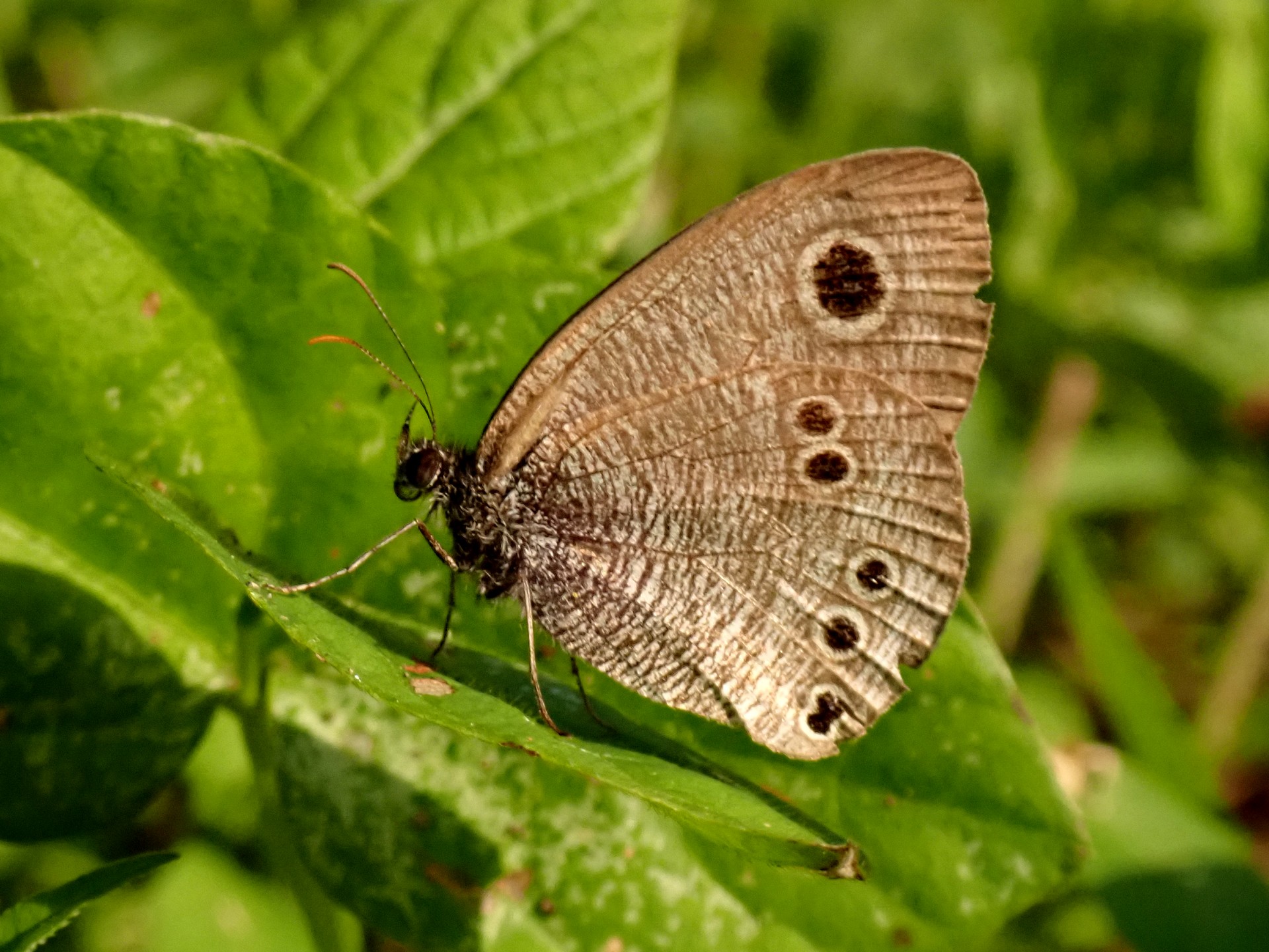 ヒメウラナミジャノメの高画質写真です。横浜市 青葉区 寺家ふるさと村で、2024年5月17日に撮影したものです。
