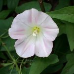 ヒルガオ の花の高画質写真です。横浜市 青葉区 寺家ふるさと村で、2024年5月4日に撮影したものです。