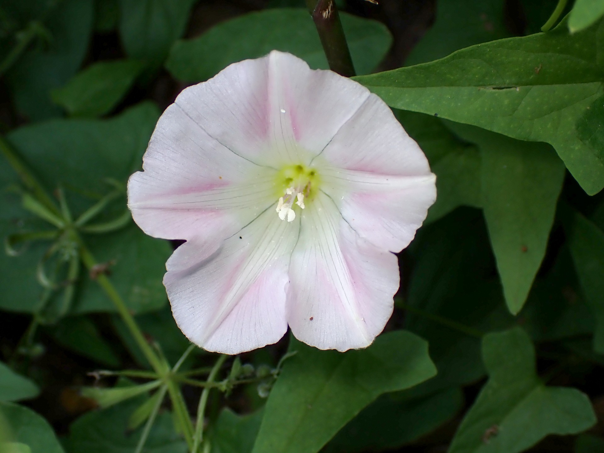 ヒルガオ の花の高画質写真です。横浜市 青葉区 寺家ふるさと村で、2024年5月4日に撮影したものです。