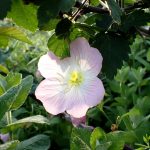 ヒルザキツキミソウの花の高画質写真です。横浜市 青葉区 寺家ふるさと村で、2024年5月20日に撮影したものです。