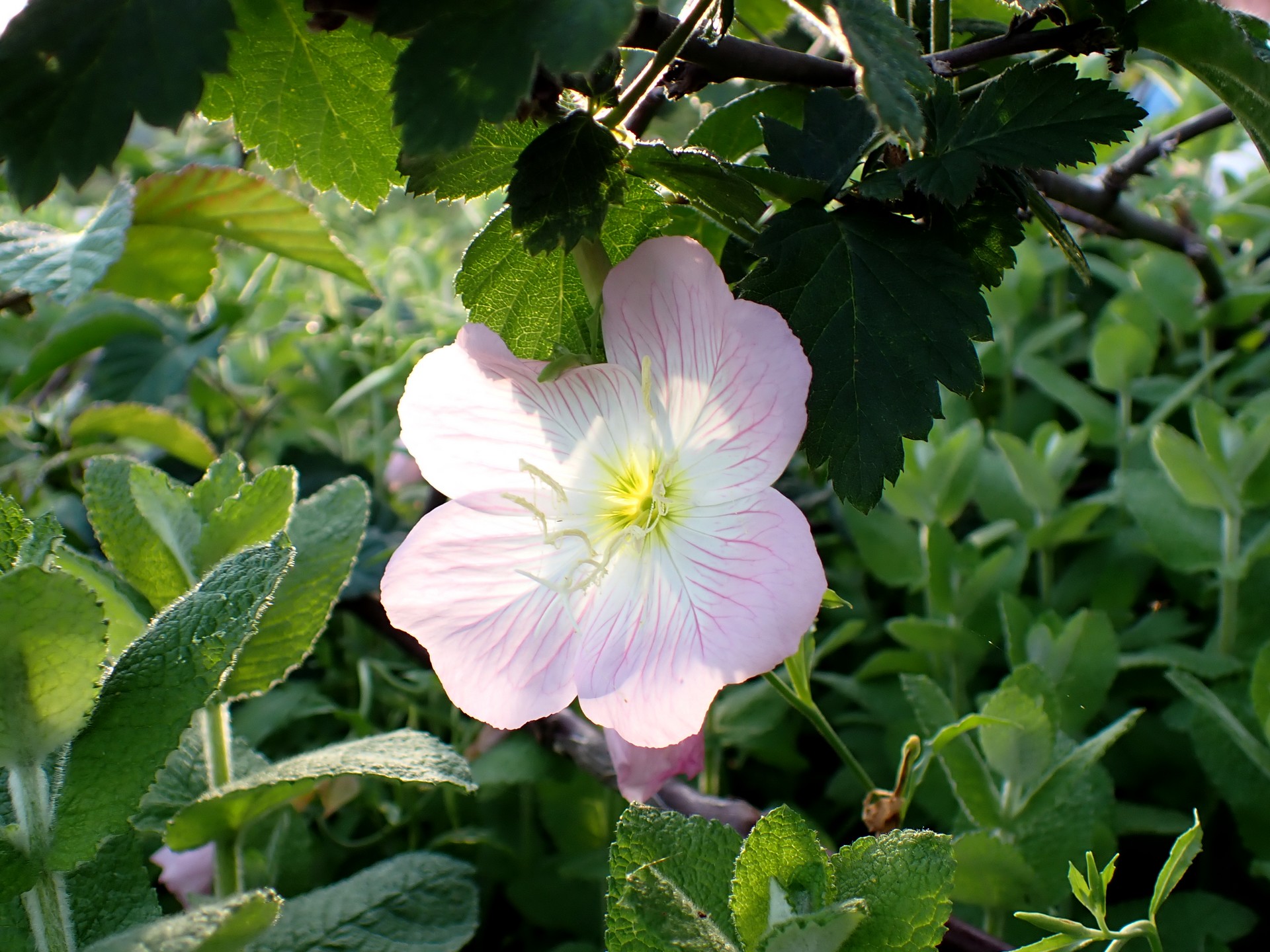 ヒルザキツキミソウの花の高画質写真です。横浜市 青葉区 寺家ふるさと村で、2024年5月20日に撮影したものです。