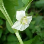 ホオズキ の花の高画質写真です。横浜市 青葉区 寺家ふるさと村で、2024年5月15日に撮影したものです。