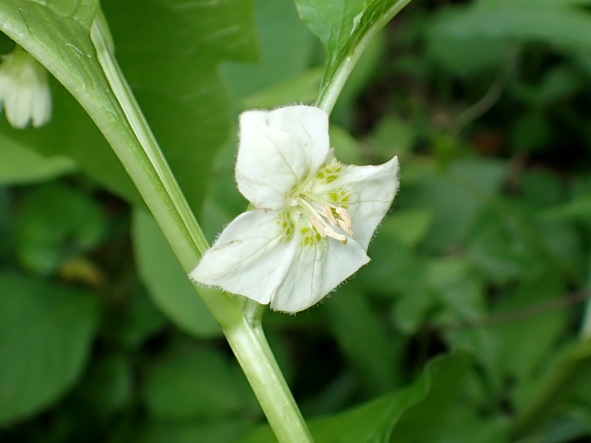 ホオズキ の花の高画質写真です。横浜市 青葉区 寺家ふるさと村で、2024年5月15日に撮影したものです。