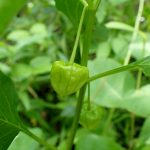 ホオズキ の実の高画質写真です。横浜市 青葉区 寺家ふるさと村で、2024年5月29日に撮影したものです。