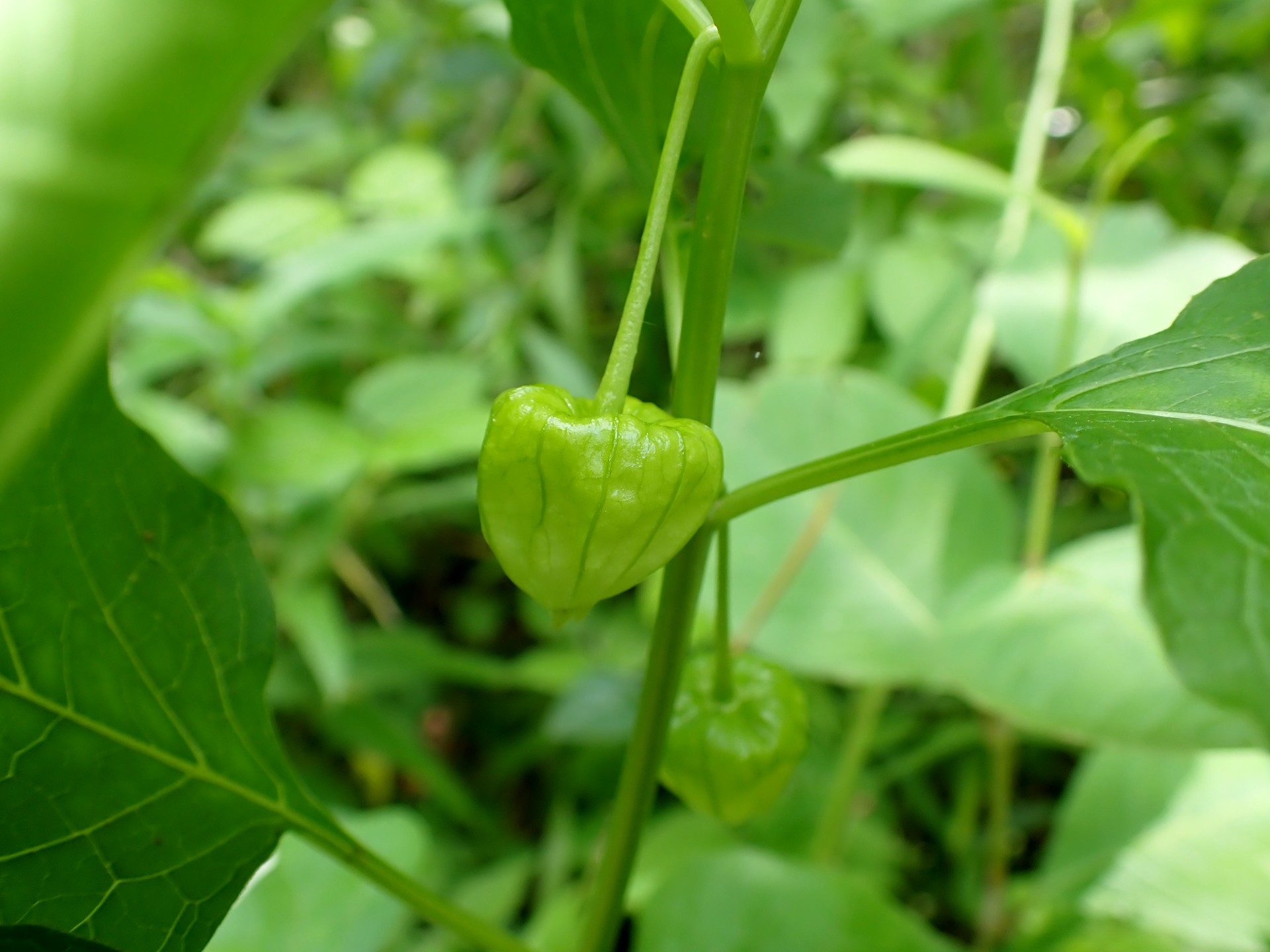 ホオズキ の実の高画質写真です。横浜市 青葉区 寺家ふるさと村で、2024年5月29日に撮影したものです。