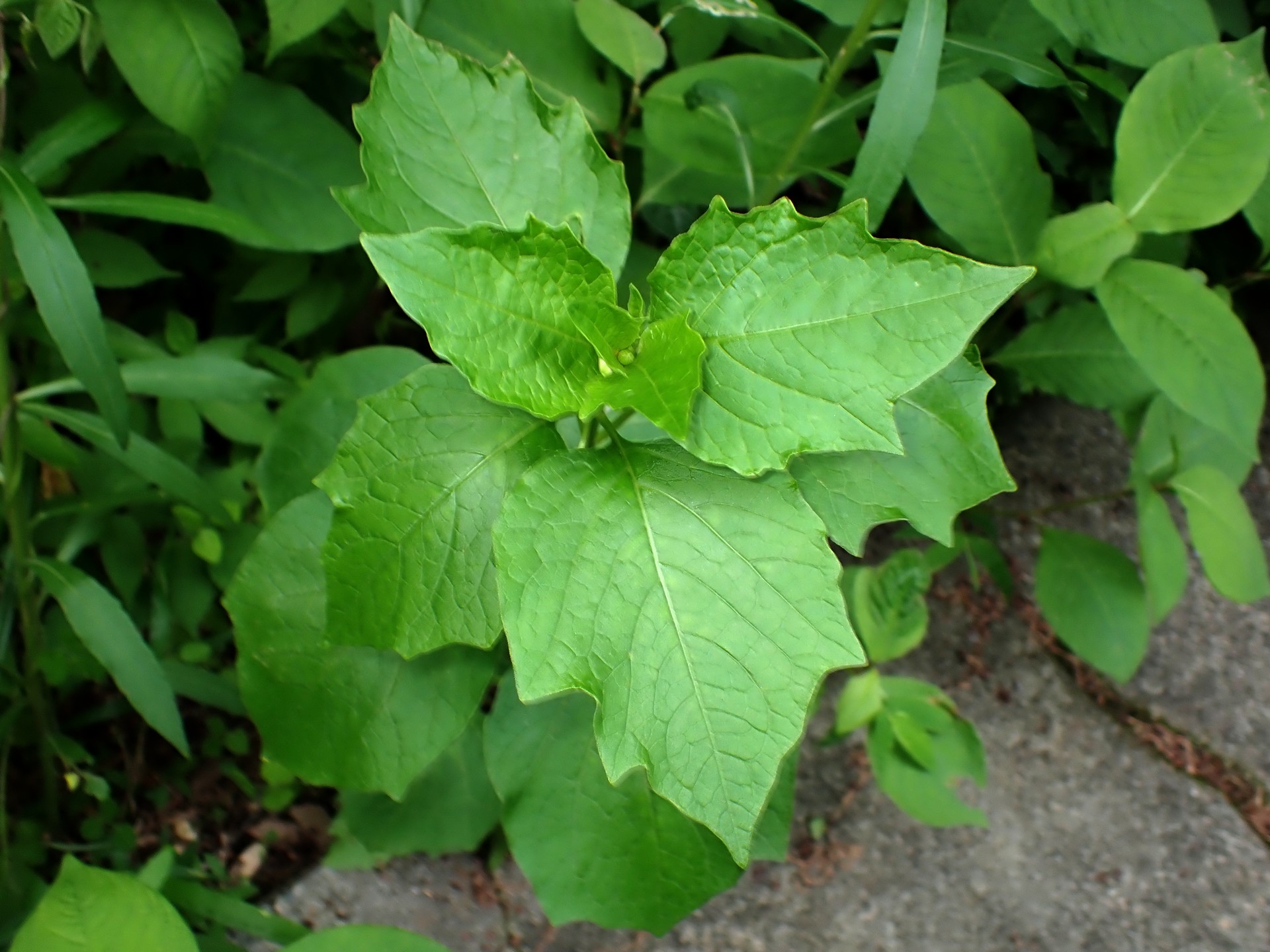 ホオズキ の葉の高画質写真です。横浜市 青葉区 寺家ふるさと村で、2024年5月15日に撮影したものです。