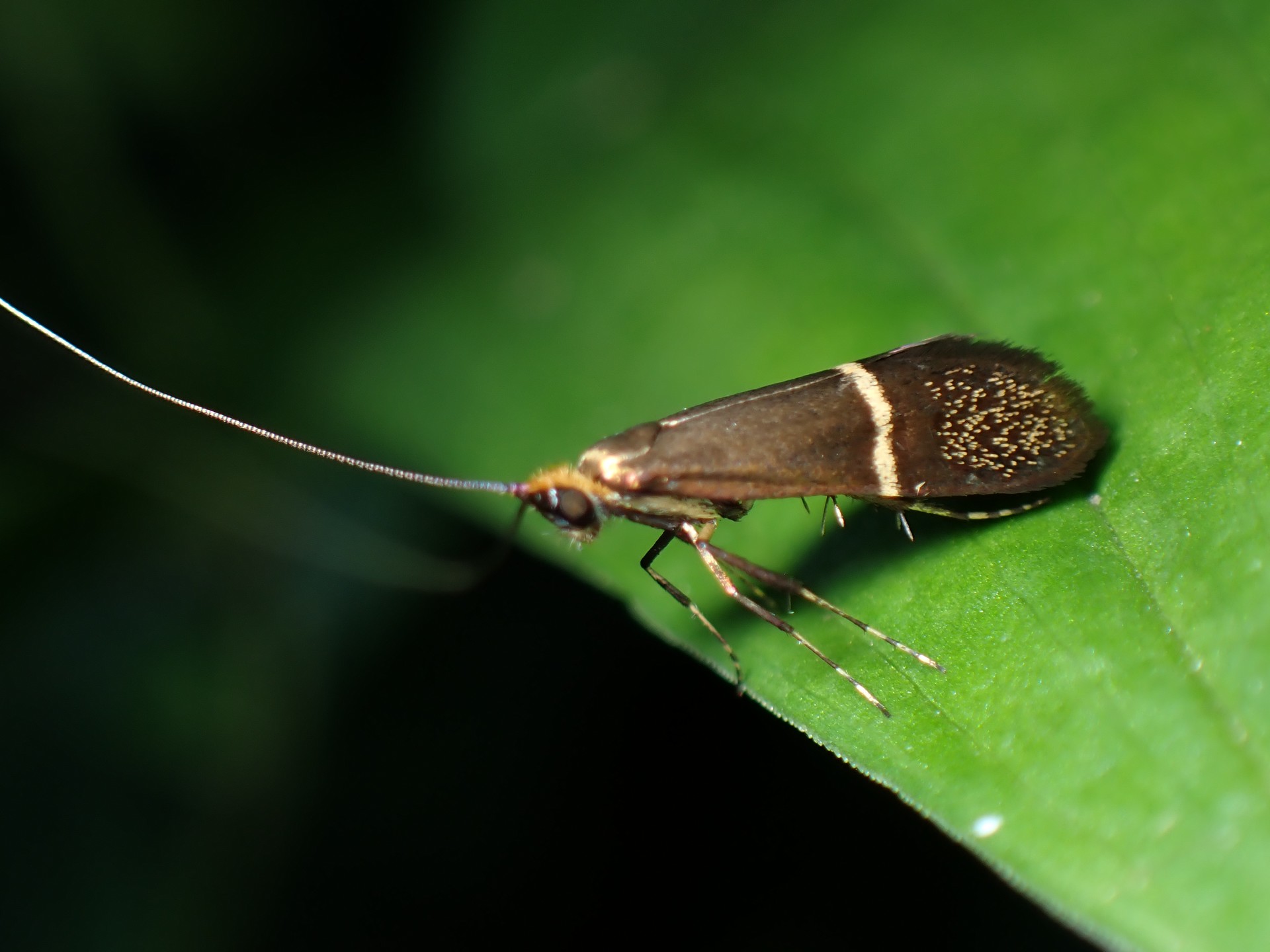 ホソオビヒゲナガガの高画質写真です。横浜市 青葉区 寺家ふるさと村で、2024年5月17日に撮影したものです。