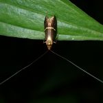 ホソオビヒゲナガガの高画質写真です。横浜市 青葉区 寺家ふるさと村で、2024年5月17日に撮影したものです。