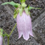 ホタルブクロの花の高画質写真です。横浜市 青葉区 寺家ふるさと村で、2024年5月20日に撮影したものです。