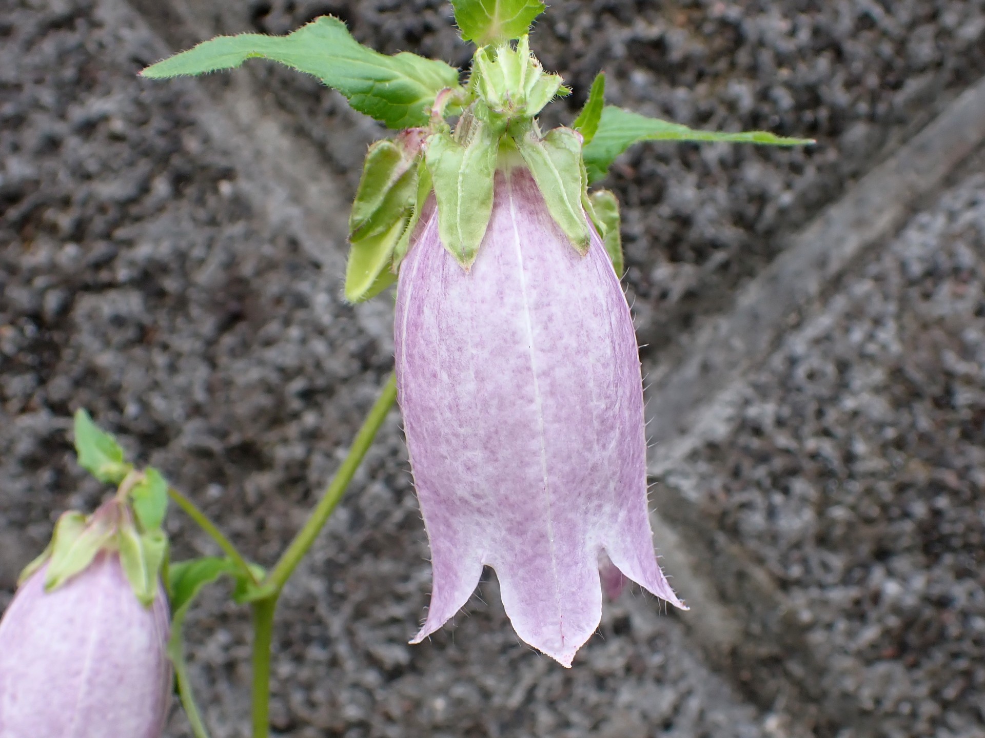 ホタルブクロの花の高画質写真です。横浜市 青葉区 寺家ふるさと村で、2024年5月20日に撮影したものです。