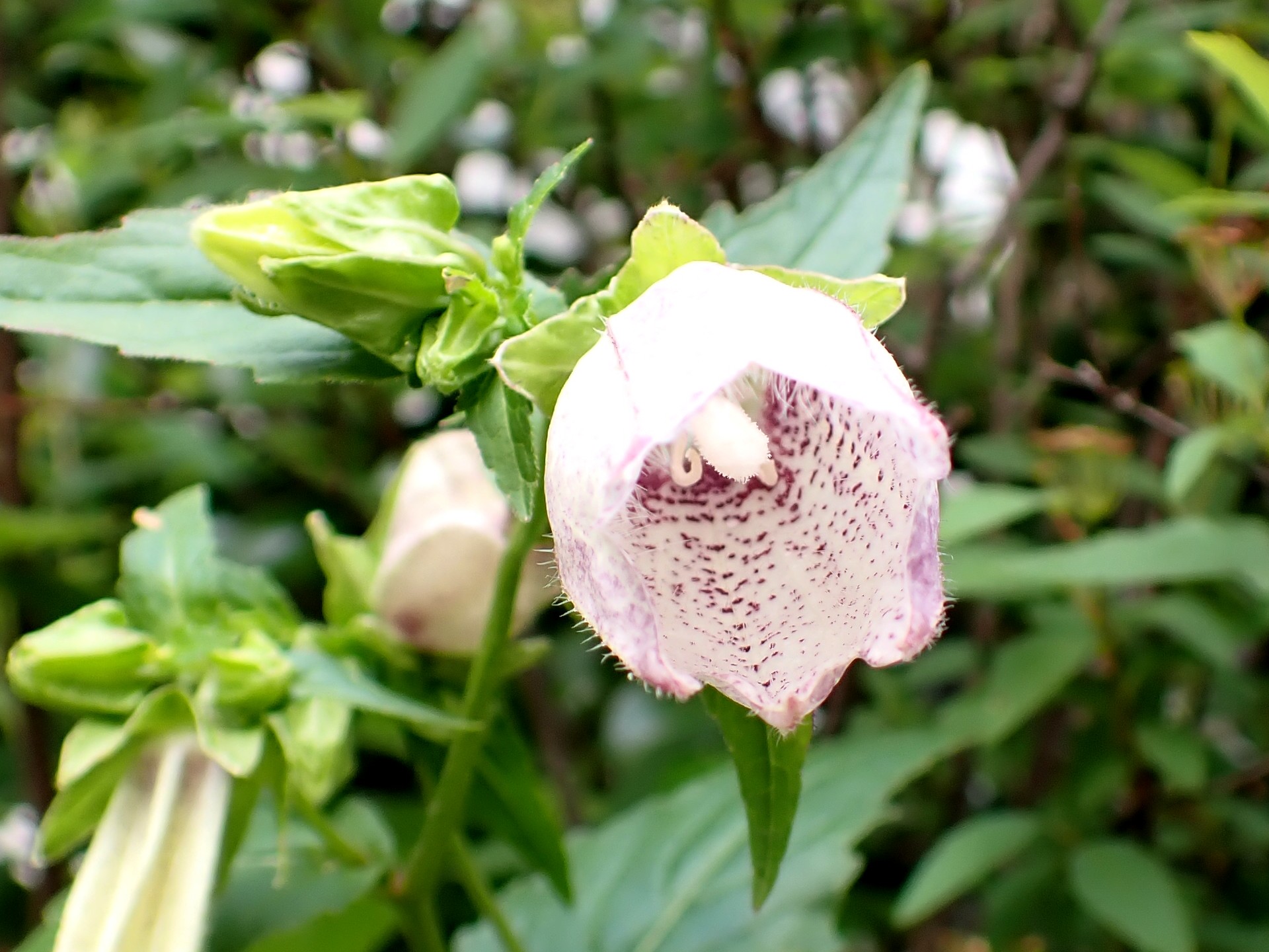 ホタルブクロの花の高画質写真です。横浜市 青葉区 寺家ふるさと村で、2024年5月20日に撮影したものです。
