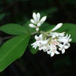 イボタノキの花の高画質写真です。横浜市 青葉区 寺家ふるさと村で、2024年5月17日に撮影したものです。