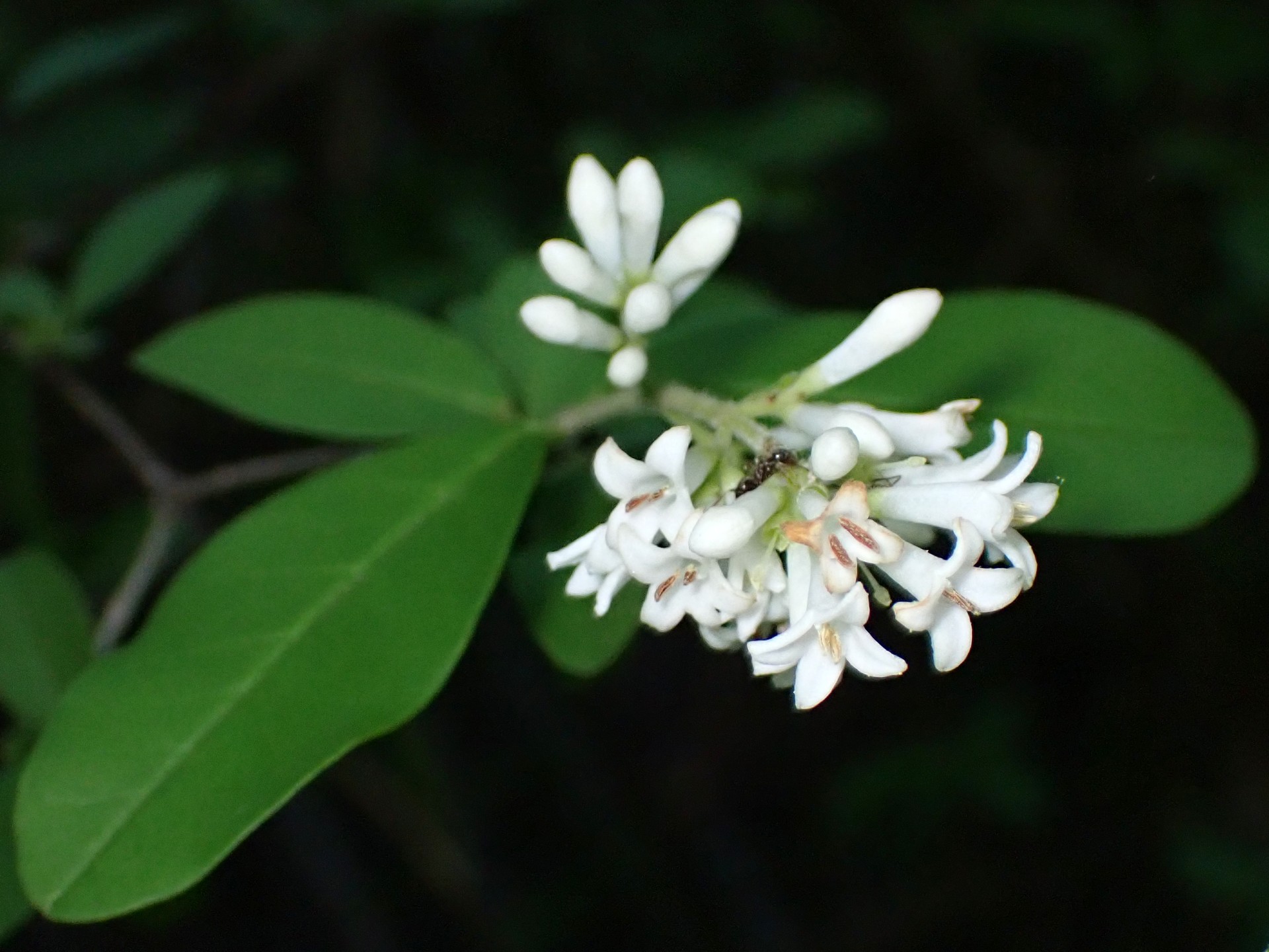 イボタノキの花の高画質写真です。横浜市 青葉区 寺家ふるさと村で、2024年5月17日に撮影したものです。