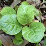 イチヤクソウ の葉の高画質写真です。横浜市 青葉区 寺家ふるさと村で、2024年5月4日に撮影したものです。