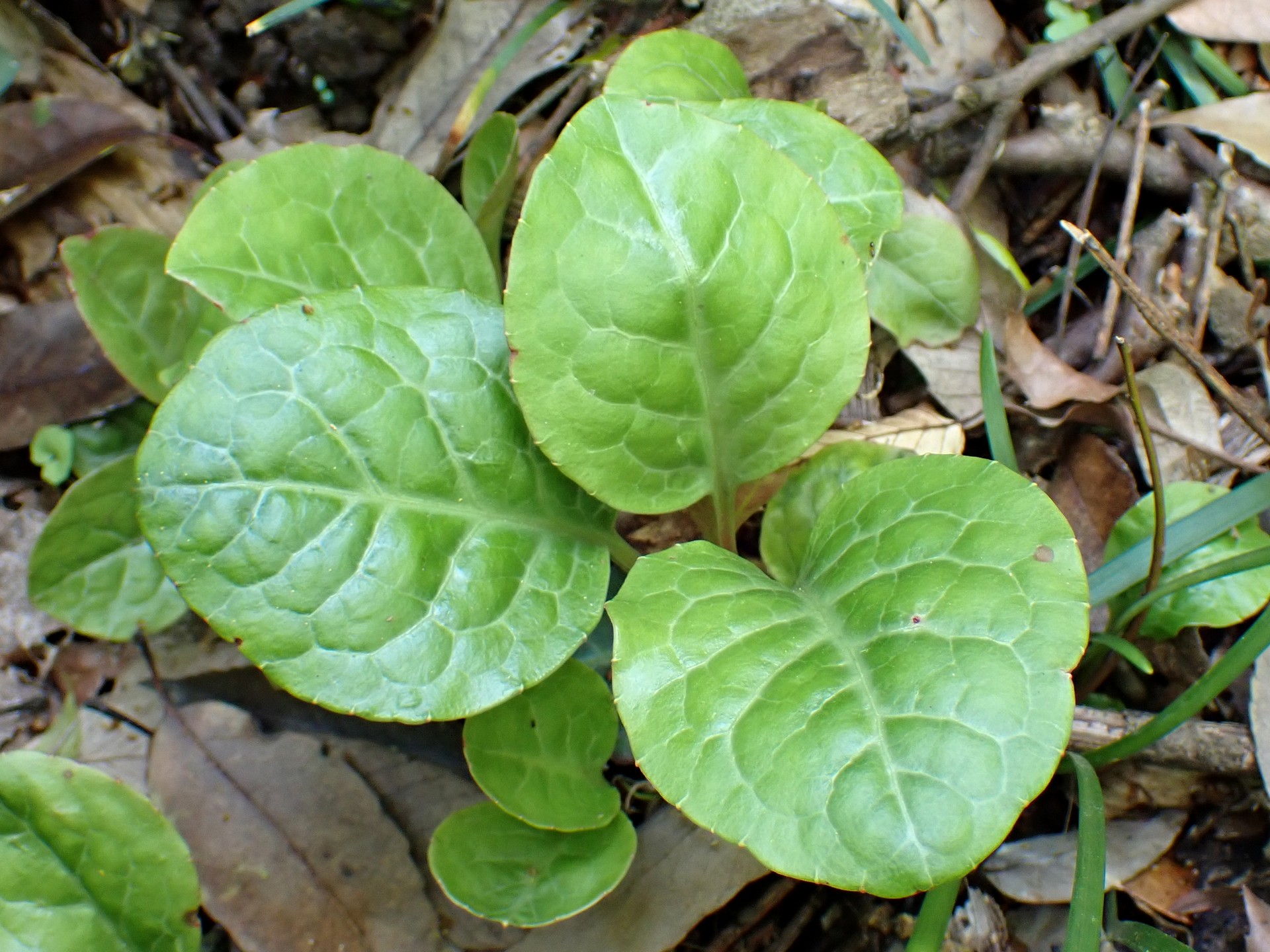イチヤクソウ の葉の高画質写真です。横浜市 青葉区 寺家ふるさと村で、2024年5月4日に撮影したものです。