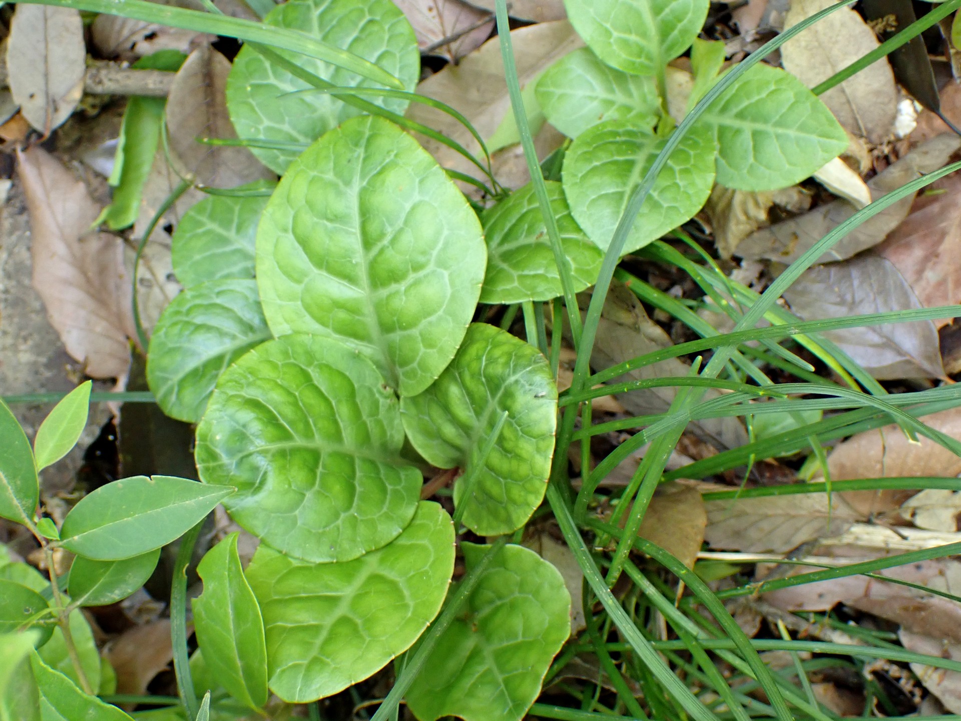 イチヤクソウ の葉の高画質写真です。横浜市 青葉区 寺家ふるさと村で、2024年5月4日に撮影したものです。
