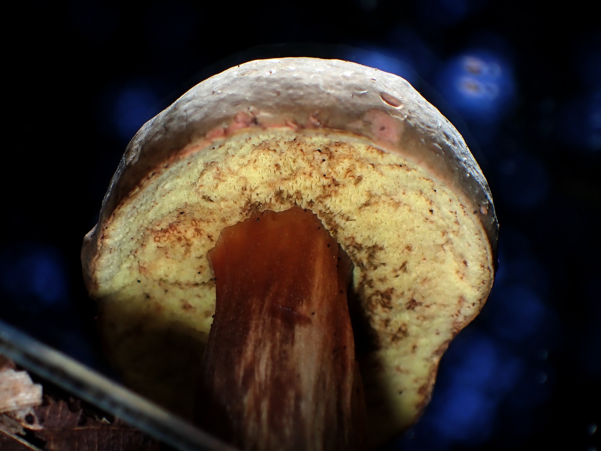 イグチの仲間の高画質写真です。横浜市 青葉区 寺家ふるさと村で、2024年5月23日に撮影したものです。