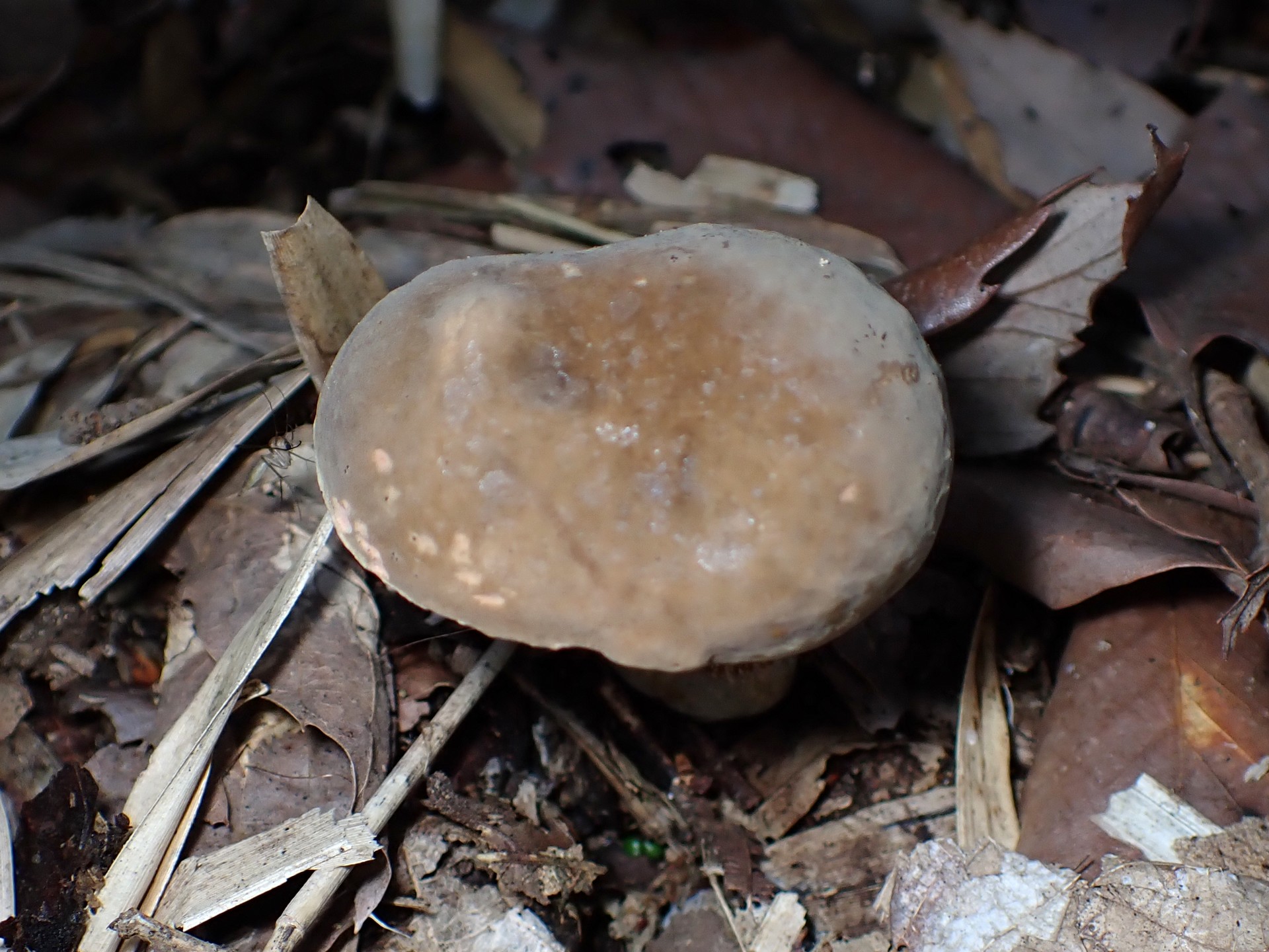 イグチの仲間の高画質写真です。横浜市 青葉区 寺家ふるさと村で、2024年5月23日に撮影したものです。