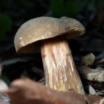 イグチの仲間の高画質写真です。横浜市 青葉区 寺家ふるさと村で、2024年5月23日に撮影したものです。