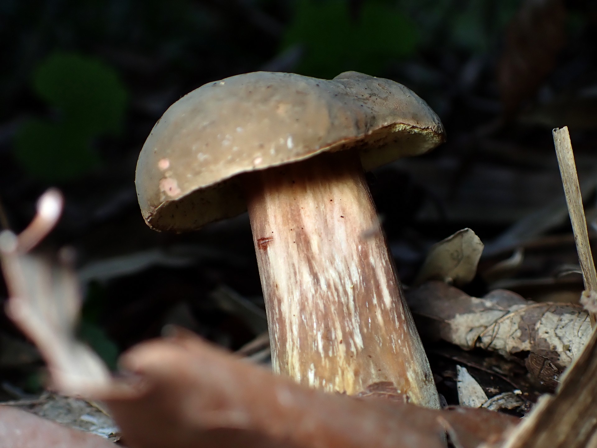 イグチの仲間の高画質写真です。横浜市 青葉区 寺家ふるさと村で、2024年5月23日に撮影したものです。