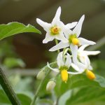 イヌホウズキの花の高画質写真です。横浜市 青葉区 寺家ふるさと村で、2024年5月20日に撮影したものです。