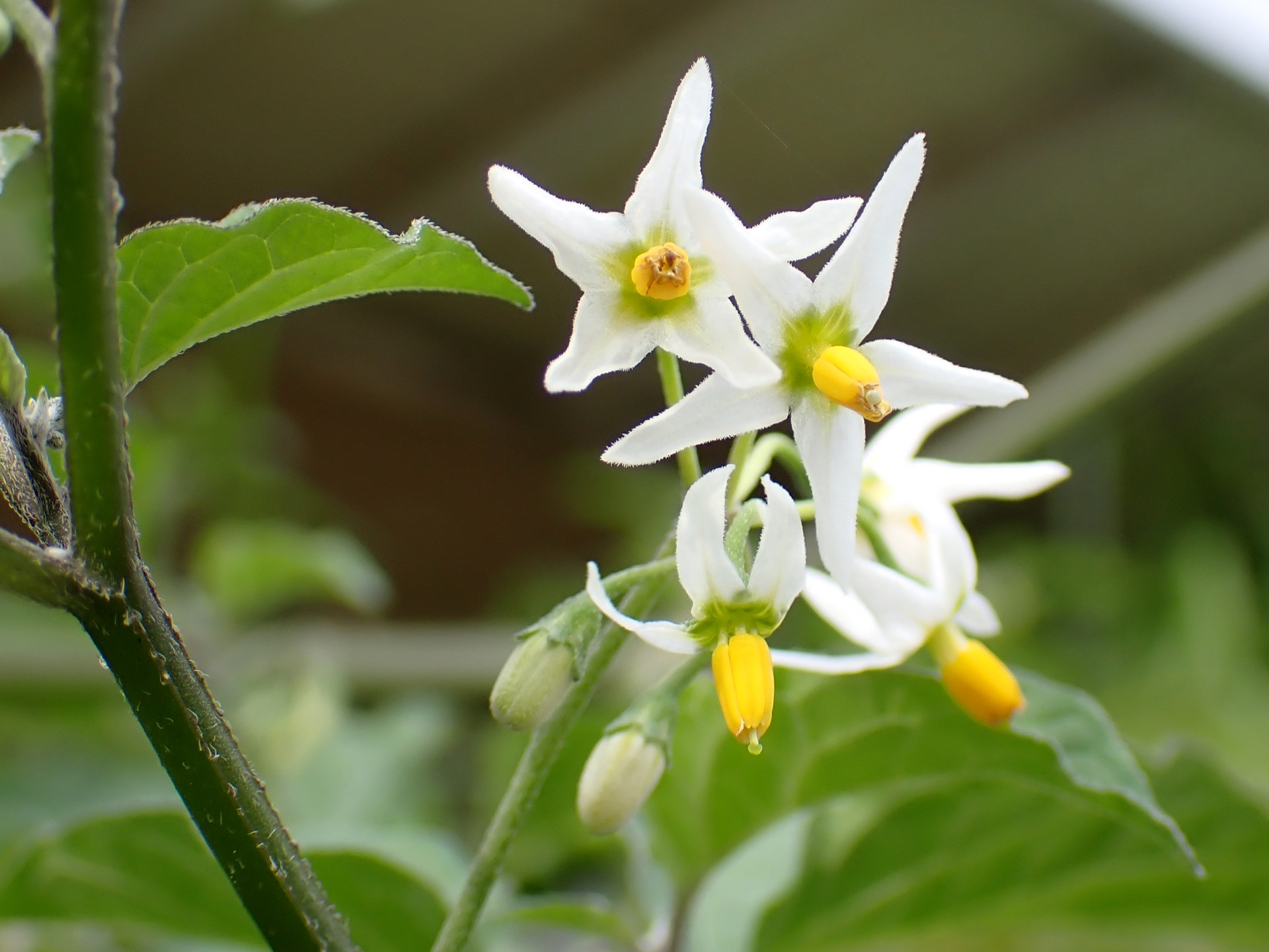 イヌホウズキの花の高画質写真です。横浜市 青葉区 寺家ふるさと村で、2024年5月20日に撮影したものです。