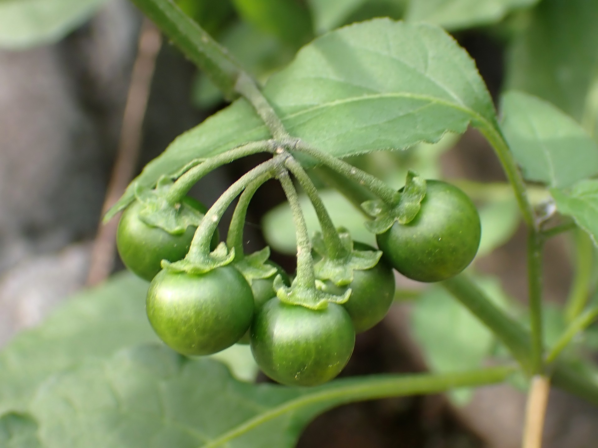 イヌホウズキの実の高画質写真です。横浜市 青葉区 寺家ふるさと村で、2024年5月20日に撮影したものです。