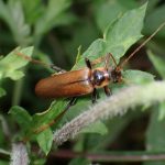 ジョウカイボンの高画質写真です。横浜市 青葉区 寺家ふるさと村で、2024年5月25日に撮影したものです。